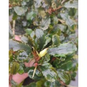 Буцефаландра Dark Green Wavy